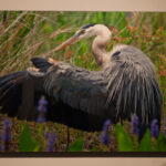 Frontal shot of a photograph of a bird