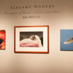 Title of one of the exhibitions "Elegant Waders"