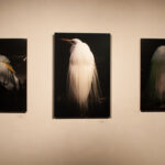 Frontal shot of three photos that belong in a series