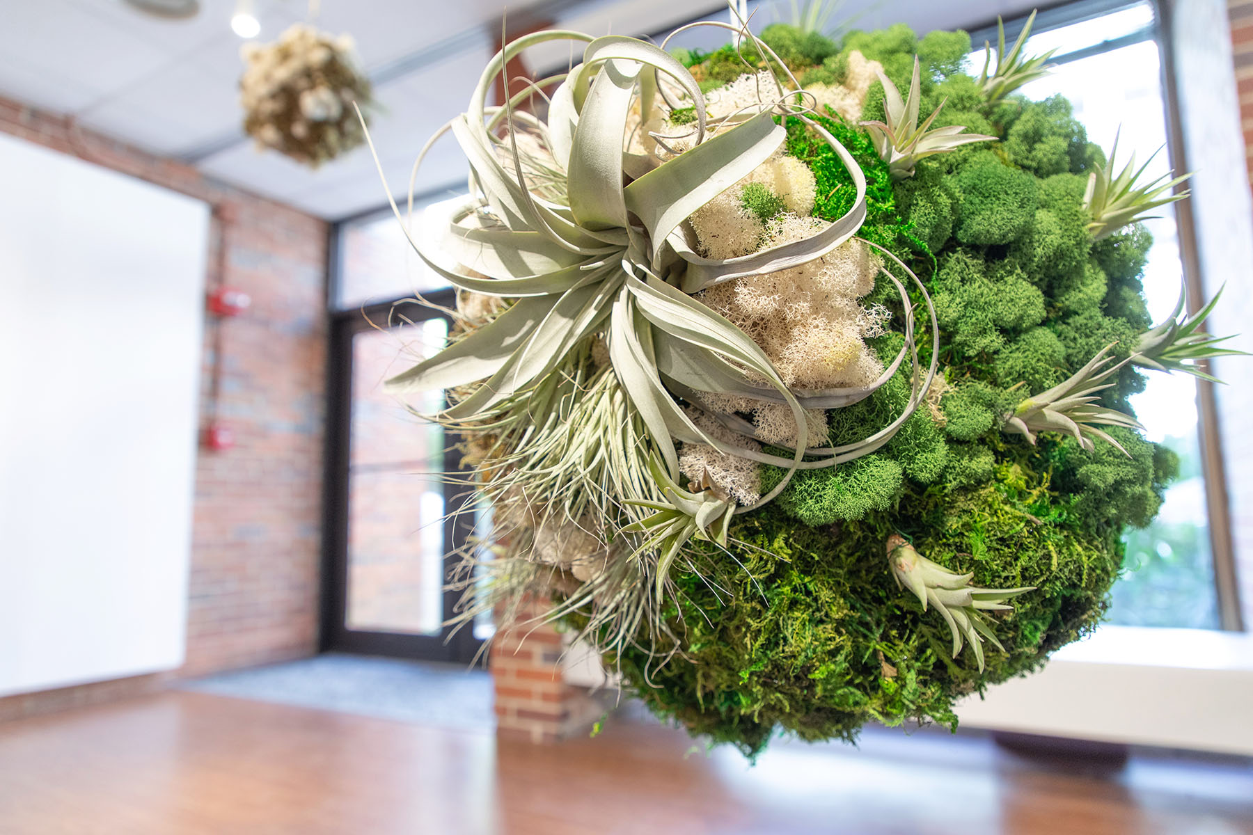 A piece of art hangs in a gallery. This art is a sphere covered in all kinds of plants. 